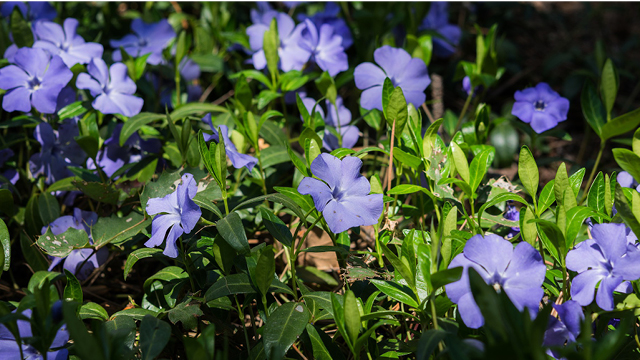 Periwinkle (Vinca minor)